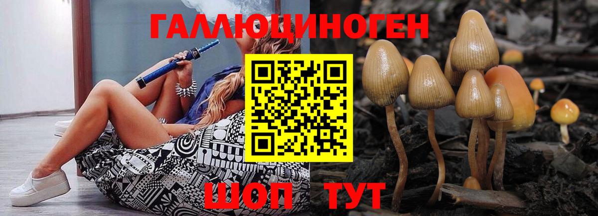 Псилоцибиновые грибы Psilocybe Гудермес